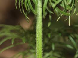 Image result for Consolida ajacis oder Consolida regalis