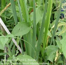 Attēlu rezultāti vaicājumam “Acoraceae”