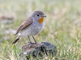 Image result for Ficedula albicilla