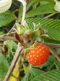 Attēlu rezultāti vaicājumam “Rubus illecebrosus fruit”