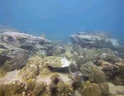 Image result for Lincoln & District BSAC 0109