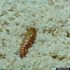 Attēlu rezultāti vaicājumam “Plodia interpunctella”