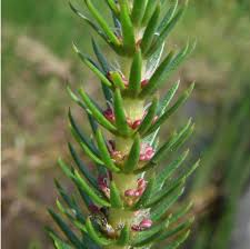 Attēlu rezultāti vaicājumam “Hippuridaceae”