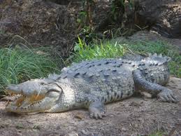 Image result for Crocodylus acutus