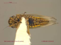 Attēlu rezultāti vaicājumam “Macrosteles nymph”