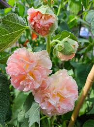 Attēlu rezultāti vaicājumam “Alcea rosea bud”