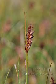 Attēlu rezultāti vaicājumam “Blysmus compressus”