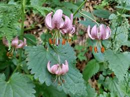 Attēlu rezultāti vaicājumam “Lilium martagon leaf”