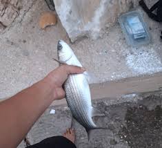 Image result for Chelon richardsonii