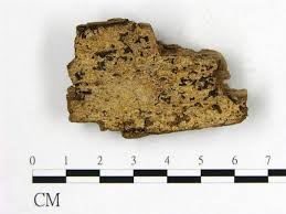 Attēlu rezultāti vaicājumam “Physisporinus sanguinolentus”