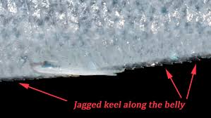 Image result for Alosa mediocris