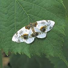 Attēlu rezultāti vaicājumam “Abraxas sylvata imago”