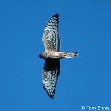 Image result for County Antrim Harriers