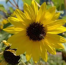 Image result for Helianthus annuus
