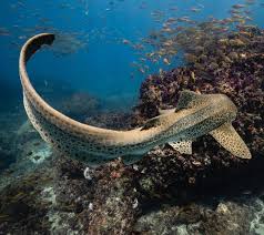 Image result for Stegostoma tigrinum