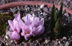 Attēlu rezultāti vaicājumam “Colchicum szovitsii subsp. szovitsii flower”