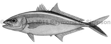 Image result for Caranx ruber