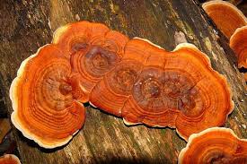 Attēlu rezultāti vaicājumam “Rigidoporus crocatus”