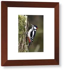 Attēlu rezultāti vaicājumam “Dendrocopos major male”