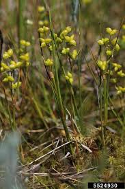 Attēlu rezultāti vaicājumam “Scheuchzeria palustris”