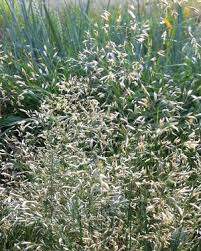 Attēlu rezultāti vaicājumam “Deschampsia cespitosa bud”