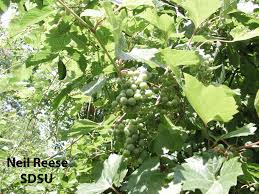 Attēlu rezultāti vaicājumam “Vitaceae”