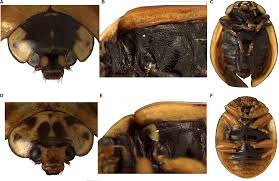 Attēlu rezultāti vaicājumam “Adalia decempunctata”