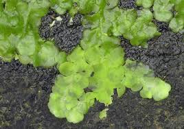 Attēlu rezultāti vaicājumam “Radula complanata”