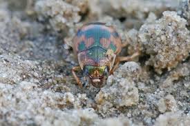 Attēlu rezultāti vaicājumam “Omophron limbatum”