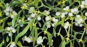 Attēlu rezultāti vaicājumam “Viscum album leaf”