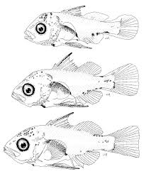 Image result for Lutjanus analis