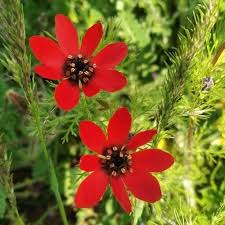 Image result for Adonis aestivalis