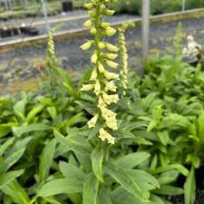 Image result for Digitalis lutea