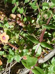 Attēlu rezultāti vaicājumam “Anagallis arvensis leaf”