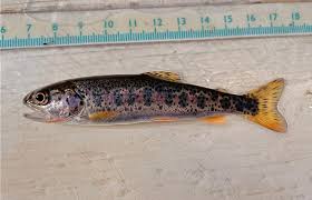 Image result for Oncorhynchus clarkii