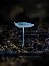 Attēlu rezultāti vaicājumam “Tubiferaceae”