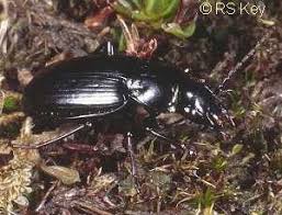Attēlu rezultāti vaicājumam “Pterostichus aethiops”