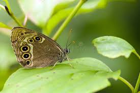 Attēlu rezultāti vaicājumam “Lopinga achine underside”