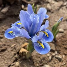 Attēlu rezultāti vaicājumam “Iris reticulata”