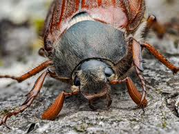 Attēlu rezultāti vaicājumam “Melolontha melolontha imago”