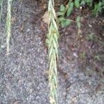 Attēlu rezultāti vaicājumam “Elytrigia repens flower”