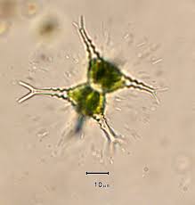 Attēlu rezultāti vaicājumam “Physarum sulphureum stalked”