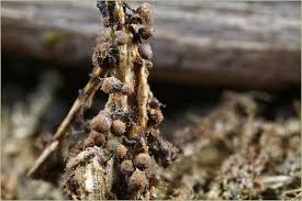 Attēlu rezultāti vaicājumam “Cribraria piriformis macro”