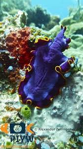 Attēlu rezultāti vaicājumam “Amaurochaete fusiformis”