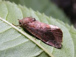 Attēlu rezultāti vaicājumam “Cosmia pyralina”