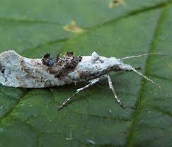 Attēlu rezultāti vaicājumam “Ypsolophidae”