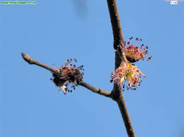 Attēlu rezultāti vaicājumam “Ulmus glabra flower”