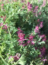 Attēlu rezultāti vaicājumam “Fumaria officinalis leaf”
