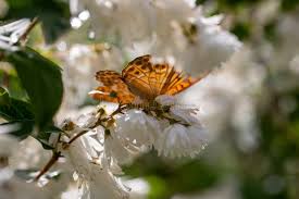 Attēlu rezultāti vaicājumam “Boloria aquilonaris underside”