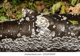 Attēlu rezultāti vaicājumam “Postia rennyi”